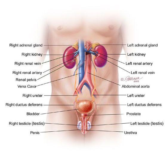 Basic about kidneys
